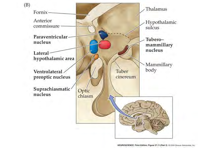 Antagonistyczna rola VLPO = Ventrolateral preoptic nucleus (neurony GABA-ergiczne) i neuronów orexynoergicznych VLPO VLPO =