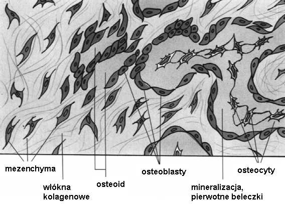 skoordynowanej działalności osteoblastów i osteoklastów 1.