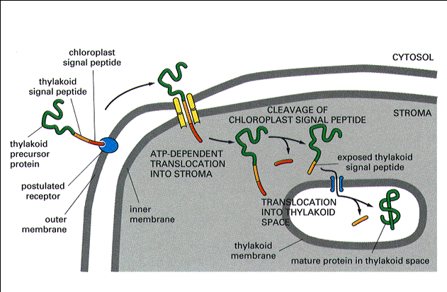 transport białek do chloroplatów Proces fotosyntezy CO 2 +2H 2 O