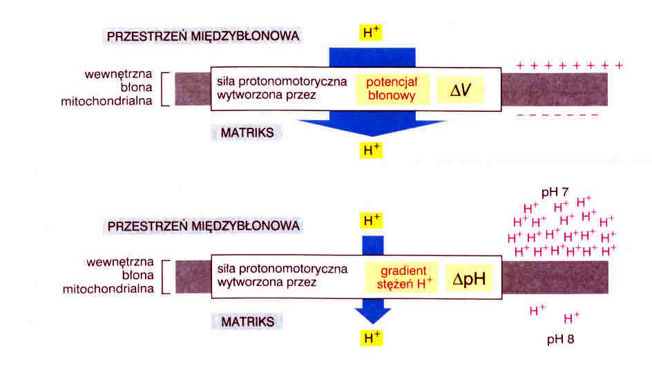 formowanie gradientu H+ w poprzek błony synteza ATP- kompleks syntazy ATP Q