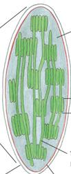 (cykl Calvina-Bensona) aldehyd 3-fosfoglicerynowy cytozol cukry