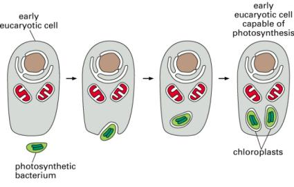 Ewolucja eukariontów Pochodzenie mitochondriów i chloroplastów Lynn Margulis (am.