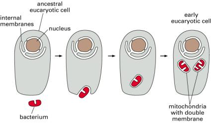 pochodzenie mitochondriów i chloroplastów teoria endosymbiozy Za: własne genomy biosynteza RNA i białek organelli DNA kolista cząsteczka