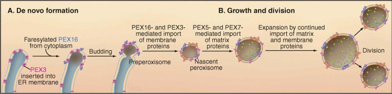 Peroksysomy Import białek sekwencje sygnałowe: Ser-Lys-Leu C-koniec (zazwyczaj) peroksyny; białka receptorowe i kanałowe (?) Powstawanie z ER podział Peroksysomy pochodzenie?