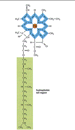 chlorofile struktura chlorofilu a pięciopierścieniowa feoporfiryna (pierścienie pirolowe -układ podwójnych wiązań sprzężonych między atomami C [-C=C-C-]) hydrofobowy ogon (20C -alkohol fitylowy)