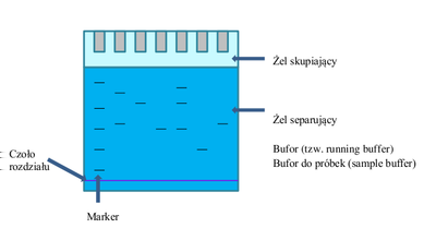 Typowy żel poliakrylowy. Główne rodzaje nośników elektroforetycznych Żele agarozowe Rozmiary porowatości agarozy można regulować stosując jej różne stężenia.