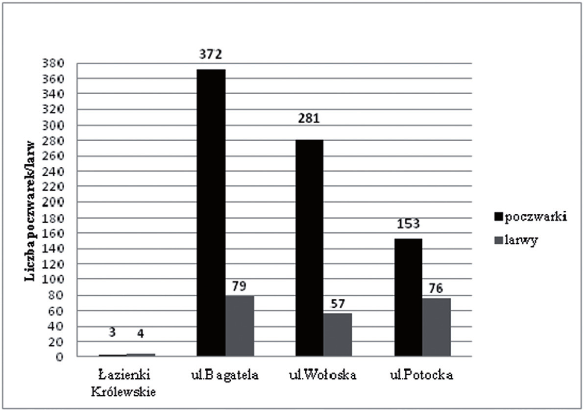 Ryc. 3. Ogólna liczba larw i poczwarek w roku 2011. Fig. 3. The total number of larvae and pupae in 2011.