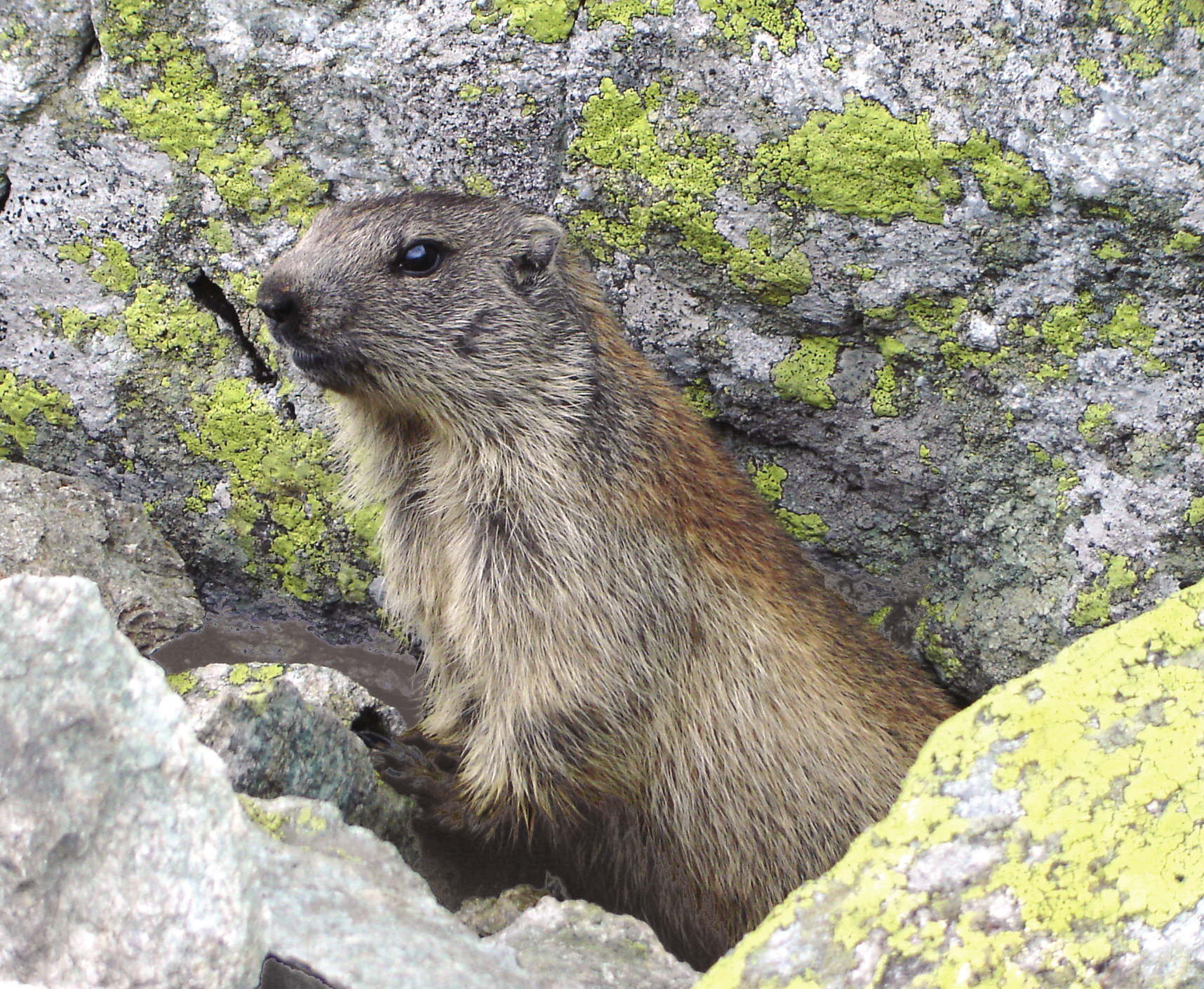 Chrońmy Przyr. Ojcz. rocznik 65, zeszyt 2, 2009. Ryc. 1. Świstak tatrzański w Dolinie Jamnickiej, Tatry Słowackie(fot. P. Ballo; 31.08.2005) Fig. 1. The Tatra Marmot in Jamnicka Valey, Slovakian Tatras (photo by P.