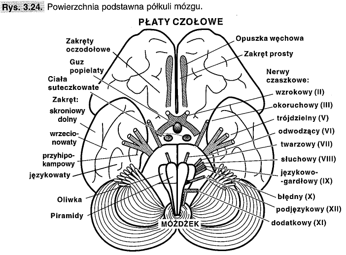 System podstawowy Zakręt potyliczny