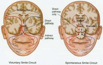 Neuronalne