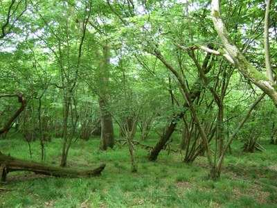 Effect of increasing numbers of deer on bird populations in Wytham Woods, central England