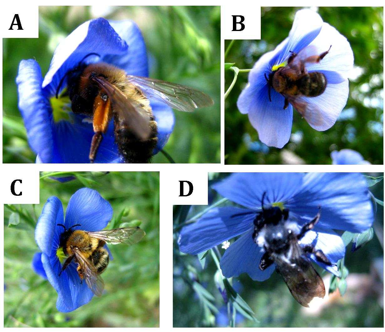 Kwitnienie i pożytek pyłkowy Linum perenne L. 7 Fot. 3. Pszczoły samotnice wizytujące kwiaty L. perenne (fot. E. Stawiarz) Phot. 3. Wild solitary bees visiting flowers of L. perenne (photo E.
