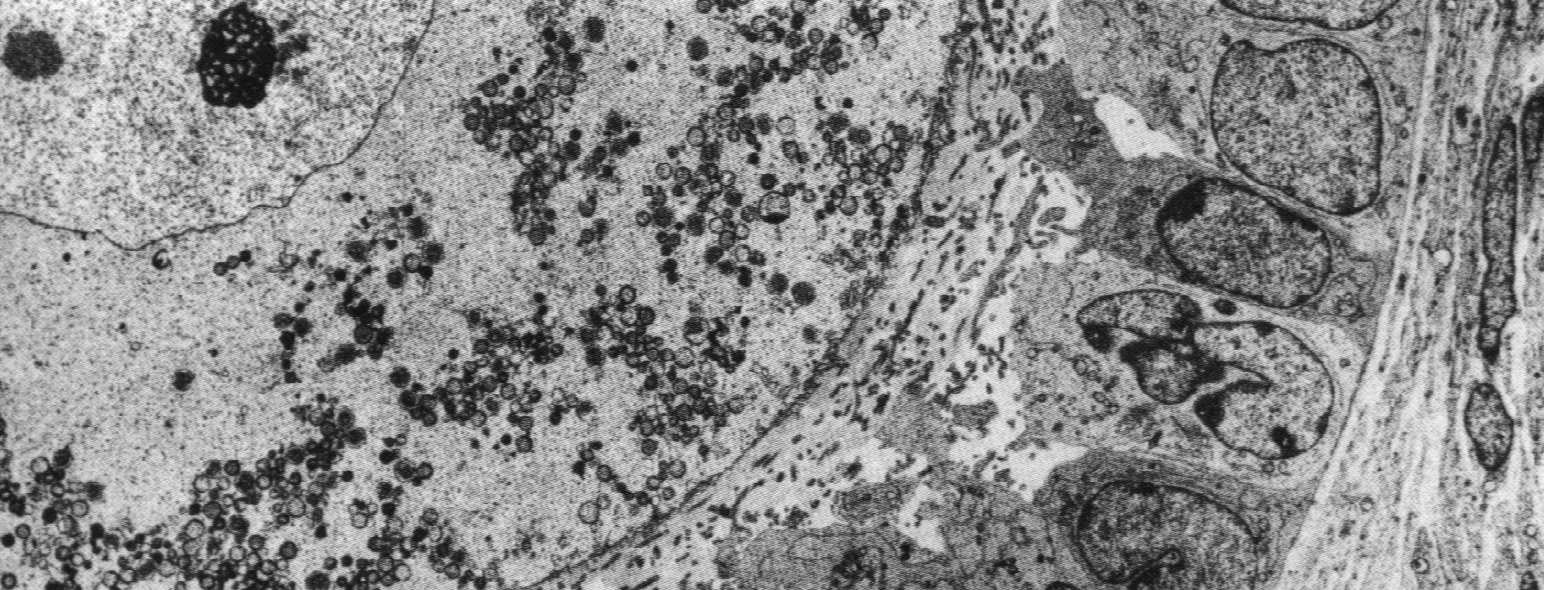 Osłonka przejrzysta (zona pellucida) Oocyt Zona pellucida glikoproteidy ZP-1, ZP-2, ZP-3, ZP4 (ZP-3: receptor rozpoznający białka błonowe plemnika, ZP3 i 4 indukują reakcję akrosomalną, ZP-1 i