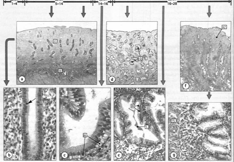 Fazy cyklicznych zmian endometrium złuszczania wzrostowa (folikularna)