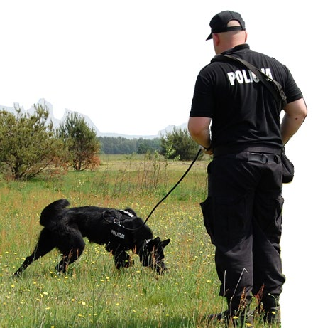 Widok poligonu ZKP w Sułkowicach oraz stawu stan obecny 2016 r. realizowanych jest 616 godzin lekcyjnych; zajęcia związane z praktyczną tresurą psa zajmują 539 godzin, tj.