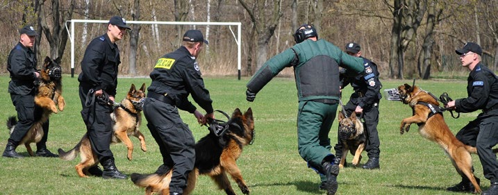 Szkolenie psów w systemie tresury indywidualnej Zgodnie z postanowieniami zarządzenia nr 296 Komendanta Głównego Policji z dnia 20 marca 2008 r.