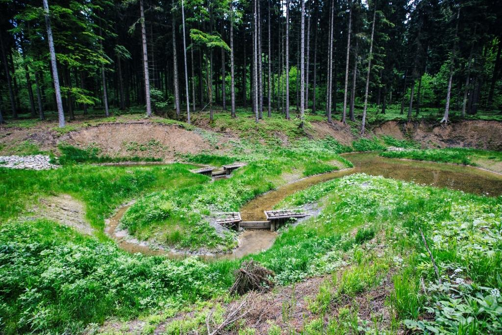 meandryzacji cieku - Nadleśnictwo Piwniczna Zastawki