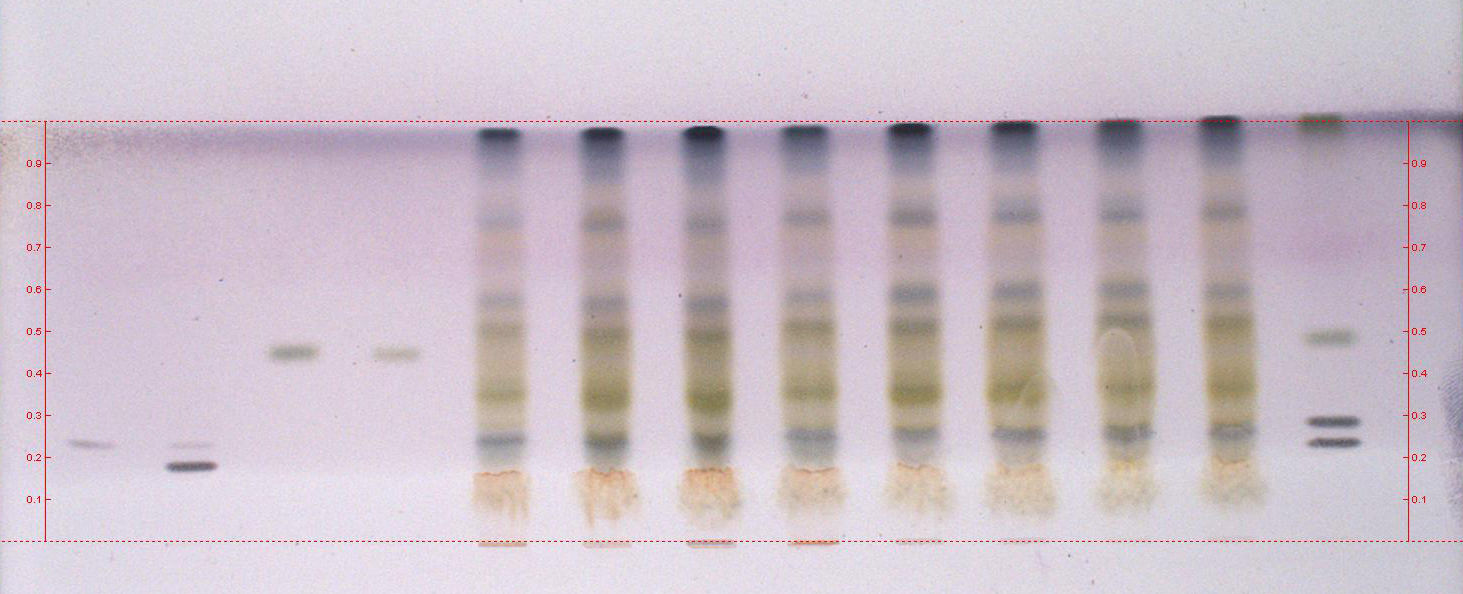 Chromatogram TLC ekstraktów z kwiatów pierwiosnki lekarskiej obserwowany w świetle UV o długości fali 366 nm, po upochodnieniu roztworem aldehydu anyŝowego 1 1 2 3 4 5 6 7 8 9 10 11