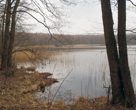 skomplikowanym kształtem i niewielkim urozmaiceniem linii brzegowej. Obszar zlewni bezpośredniej Jeziora Czarnego jest niemal w całości pokryty lasem.