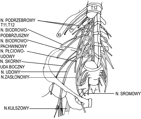 skośny wewnętrzny brzucha poniżej nerwu biodrowopodbrzusznego, następnie biegnie do kanału pachwinowego.