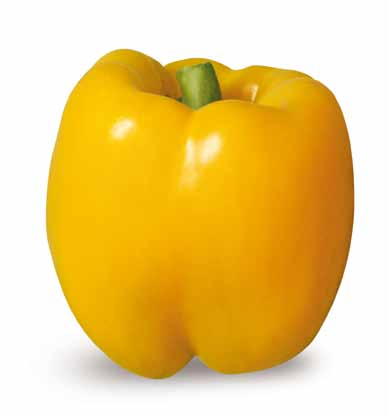 Papryka żółta typu block TALLANTE F1 Nowość! HR Tm:0-2 IR TSWV Owoc: ładnego kształtu o wielkości średnio 9 x 10 cm, typu block (średnia masa 250 g), 3-,4-komorowe, grubość miąższu 8-10 mm.