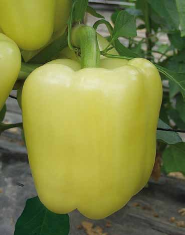 Papryka biała typu block BELLADONNA F1 HR Tm:0 Owoc: typu block (9 x 10 cm), 3- lub 4-komorowy, osiąga masę 160-200 g.