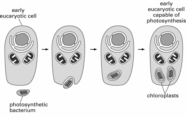 Transformatory energii (mitochondria i chloroplasty) ewolucja eukariontów endosymbioza prakomórki eukariotycznej z prabakterią purpurową lub