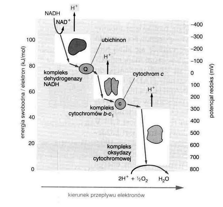 transport elektronów -potencjał redoks -320 mv +30 mv +230 mv +820 mv G 0 = -109,6 kj/mol (1e) ATP G 0 = + 30,6