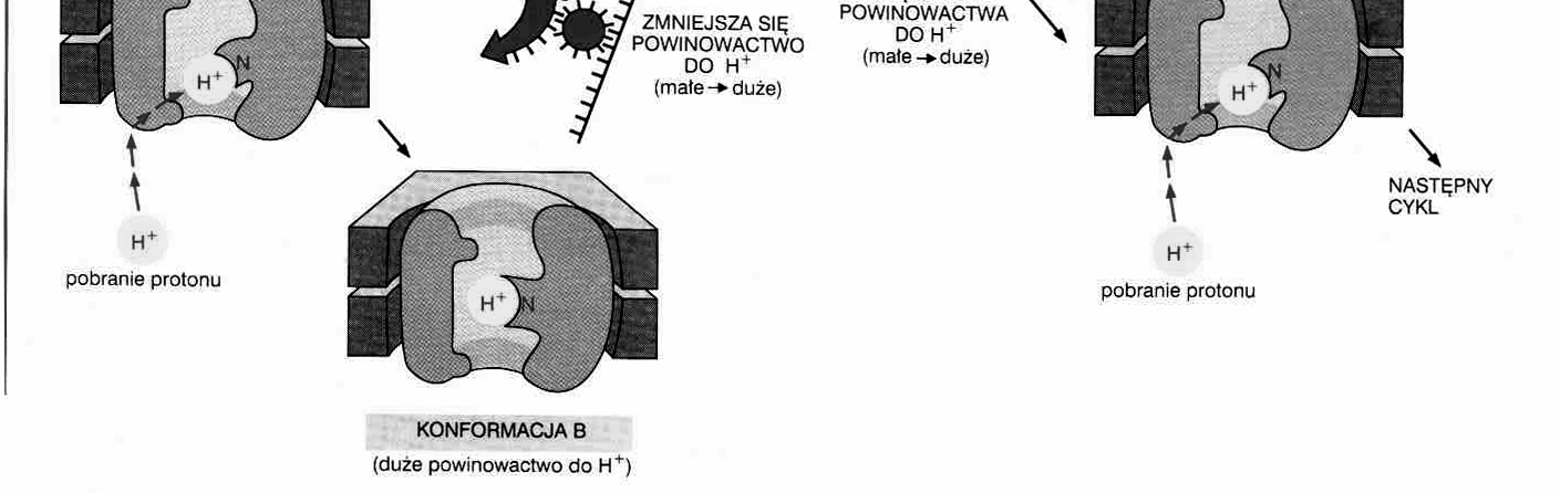 konformacji białka (o róŝnej energii)