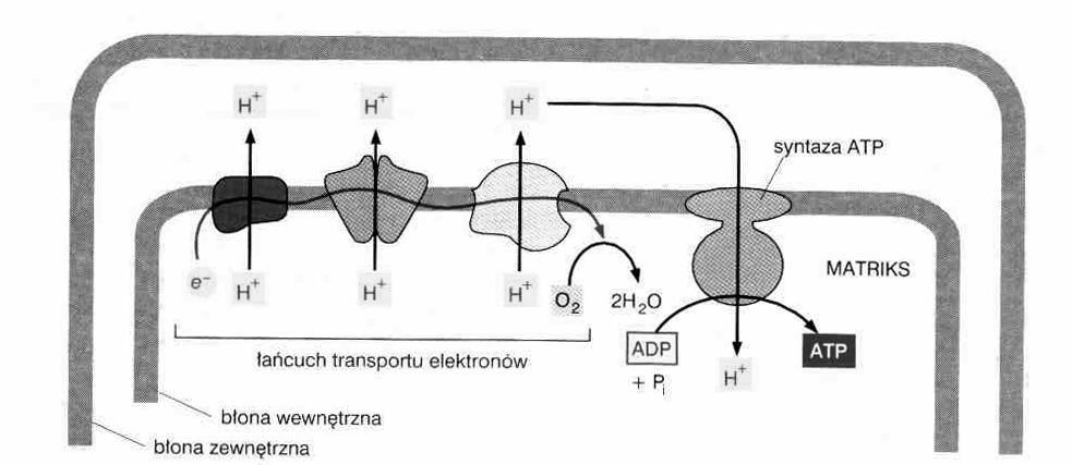 przepływ protonów zgodnie z gradientem elektrochemicznym