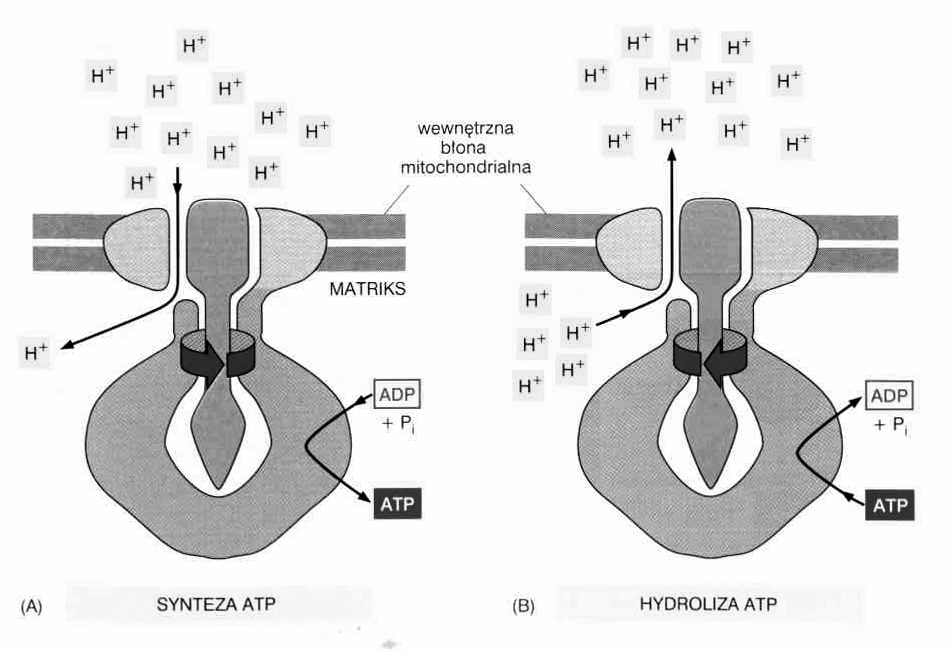 syntaza ATP