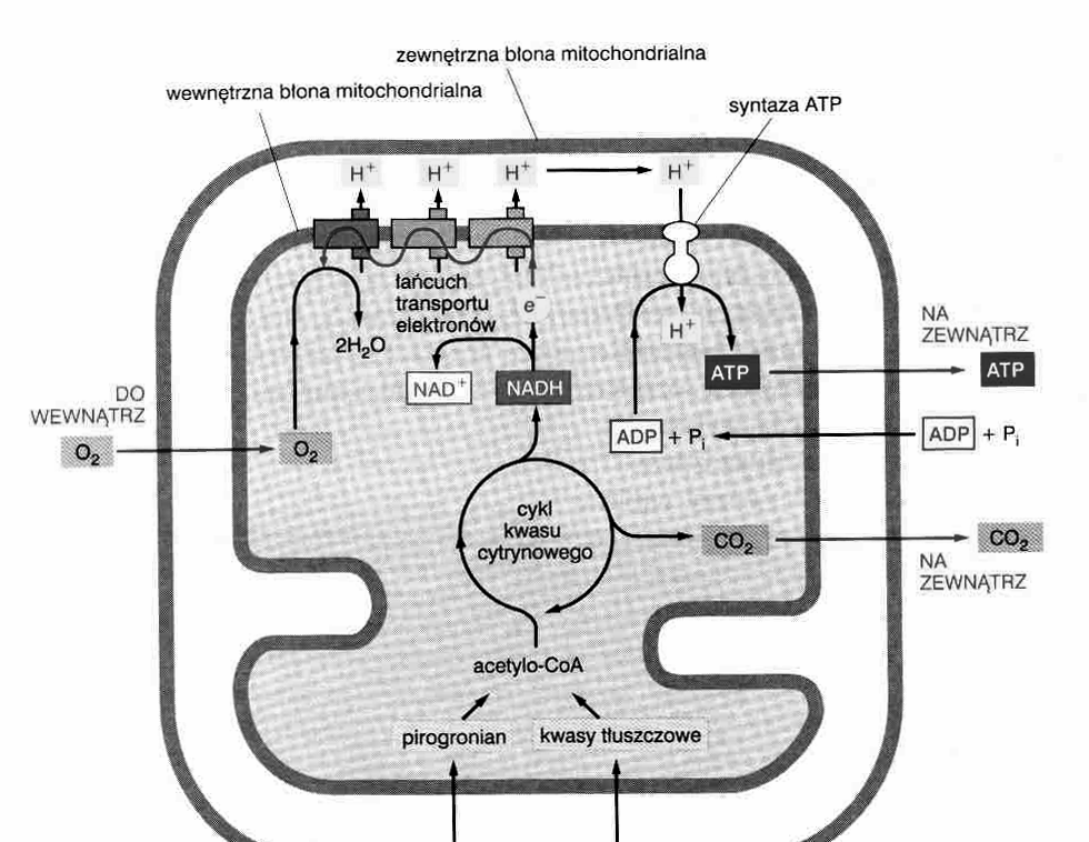 metabolizm