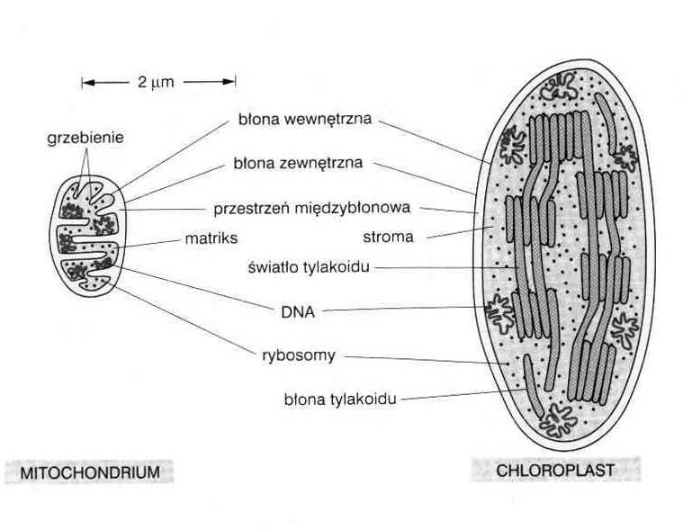 Chloroplasty budowa Chloroplasty otoczka błona zewnętrzna (5-6 nm) gładka około 50% białek przepuszczalność: kanały (do 5-10kD) błona wewnętrzna (5-6nm) gładka więcej niŝ 50% białek bogata w