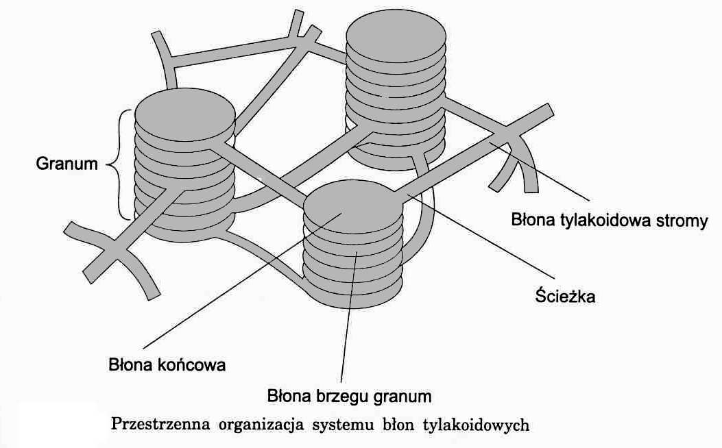 tylakoidy Błony: więcej niŝ 50% białek lipidy acylowe - 35% fosfolipidy (fosfatydyloglicerol), galaktolipidy, sulfolipidy barwniki fotosyntetyczne płynność (stigmasterol, nienasycone kwasy