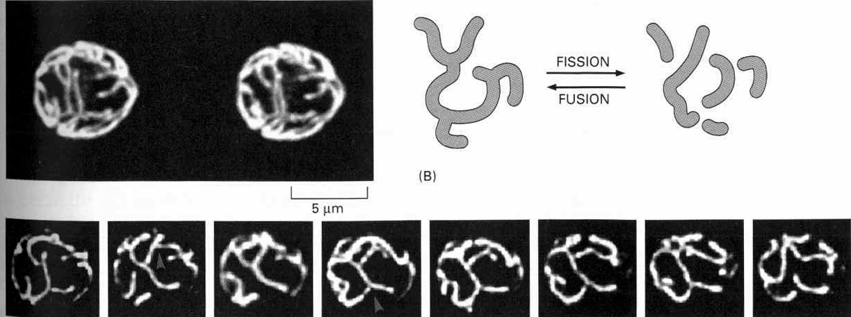 Mitochondria 0,5-1µm 1-7µm (10µm) wielkość, kształt, typy nitkowate i wydłuŝone ziarniste