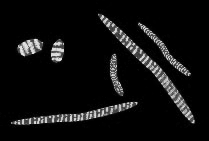 mikroskopie fluorescencyjnym) sieci mitochondrialnej w komórkach droŝdŝy (krok czasowy 3