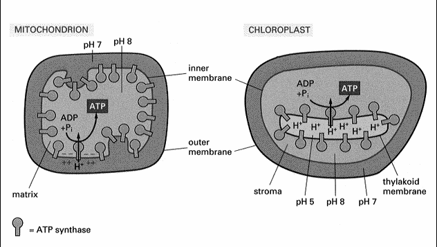 Chloroplasty przepływ protonów i synteza ATP Faza jasna produkty: NADPH i ATP Faza świetlna Chloroplasty proces fotosyntezy absorpcja kwantów światła i reakcje konwersji energii