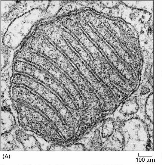 mitochondrialnych wewnętrzna 5-6nm pofałdowana (grzebienie) 75-80% białek (wiele białek unikatowych) lipidy: kardiolipina; K:PC:PE = 2:3:4 wysoka