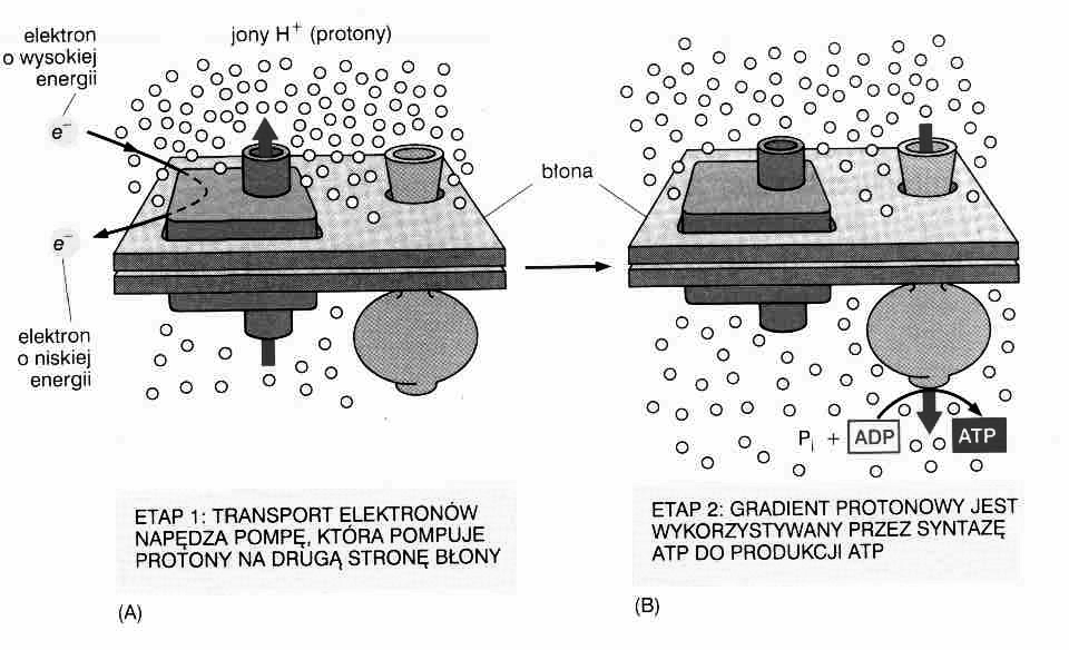 Łańcuch przenośników elektronów i synteza ATP Etap 1 transport elektronów wzdłuŝ przenośników (uwolnienie energii) [błona wewnętrzna ] pompowanie protonów (wykorzystanie energii) [w poprzek błony