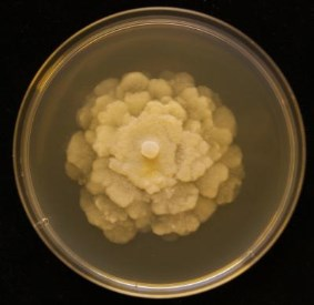 cinnamomi Phytophthora plurivora Pythium