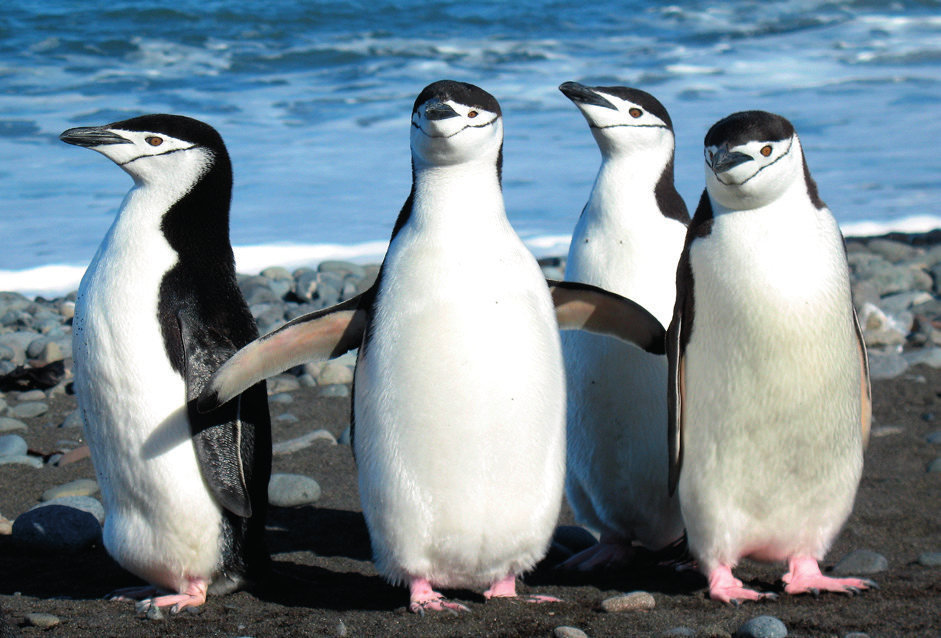 2007). PINGWINY Najliczniejszymi przedstawicielami awifauny w Antarktyce są pingwiny, które stanowią 90% biomasy ptaków Oceanu Południowego (Croxall i współaut. 1985).