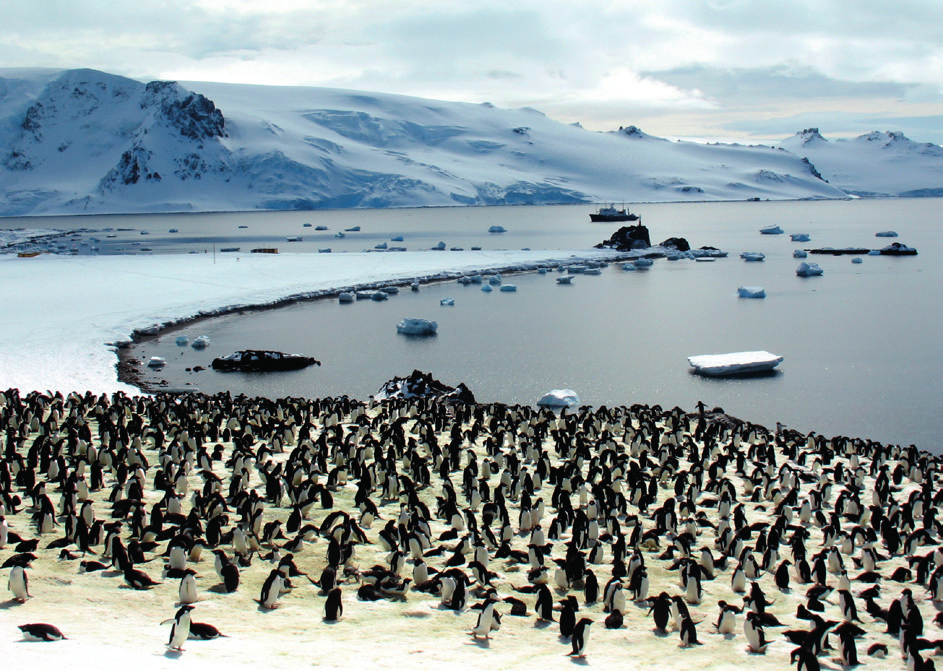 Zmiany ich populacji, będące odpowiedzią na zmiany klimatu w Antarktyce, zostały udokumentowane przez wielu autorów (np. Korczak-Abshire 2010). W latach 70. odnotowano znaczny wzrost liczebności P.