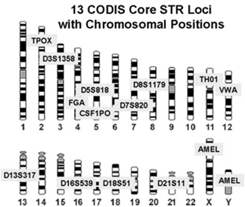 DNA typu minisatelitarnego: VNTR VNTR (variable number of tandem repeats) występujące w genomie sekwencje DNA o zmiennej liczbie tandemowych powtórzeń w locus Motyw