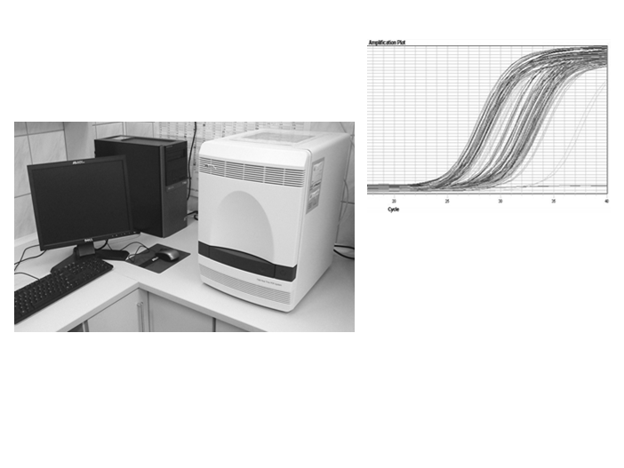 laboratoryjnych olimeraza DNA enzym