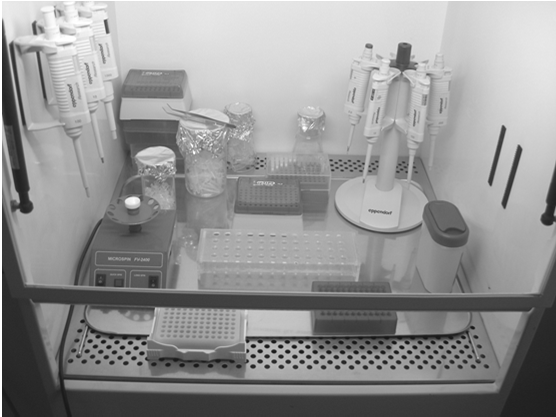 3 3 Matryca DNA Mieszanina reakcyjna: - Komplementarne do sekwencji DNA primery - olimeraza Taq - Nukleotydy (A, G, C, T) - BSA - Mg 2+ rimer 1 rimer 2 zasada reakcji 94 o C Denaturacja nici pękanie