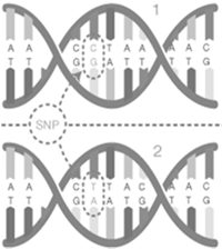 mtdna w populacji wyższe tempo mutacji w porównaniu z jądrowym DNA (ok.