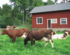 62 Szwedzkie bydło mleczne SRB - roozycja krzyżowania z krowami Hf! Rasa SRB od kilku dziesięcioleci doskonalona jest w kierunku orawy zdrowotności.