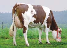 Rasa Montbeliarde - roozycja krzyżowania z krowami Hf! 67 Rasa Montbeliarde wywodzi się ze wschodniej Francji, a obecnie rozrzestrzeniła się w wielu innych regionach tego kraju.