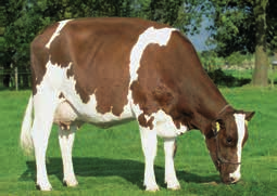 Dlatego w Holandii nadal są hodowcy, utrzymujący czystorasowe stada krów MRY, a także używający buhajów tej rasy do krzyżówek z krowami Hf. MRY to bydło o dwukierunkowej mleczno-mięsnej użytkowości.