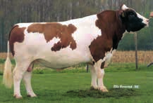 Średnia wydajność krów MRY w Holandii w sezonie oceny 2014/2015 r. to 6757 kg mleka o zaw. 4,45 % tłuszczu i 3,70 % białka.